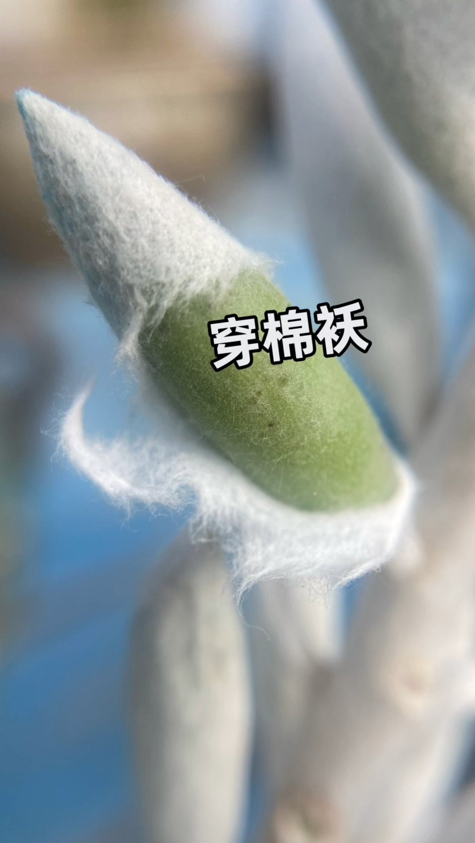 非常适合新手养护的一种多肉植物