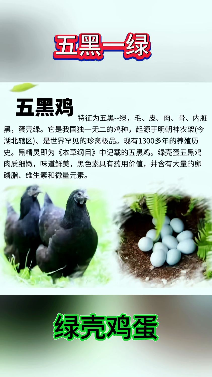 五黑鸡又称月子鸡,下绿壳鸡蛋