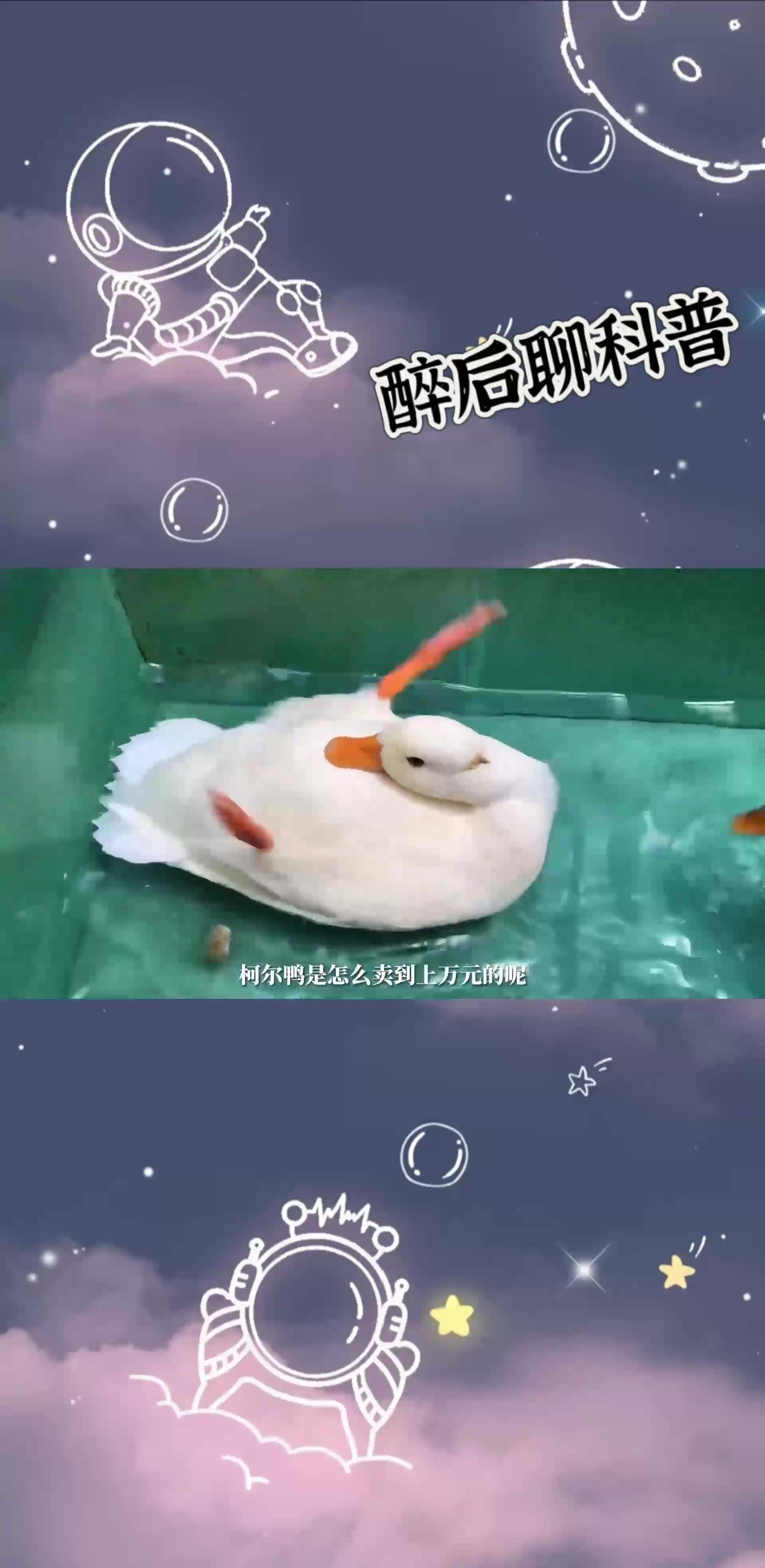 柯尔鸭为啥这么贵,超乎你的想象?