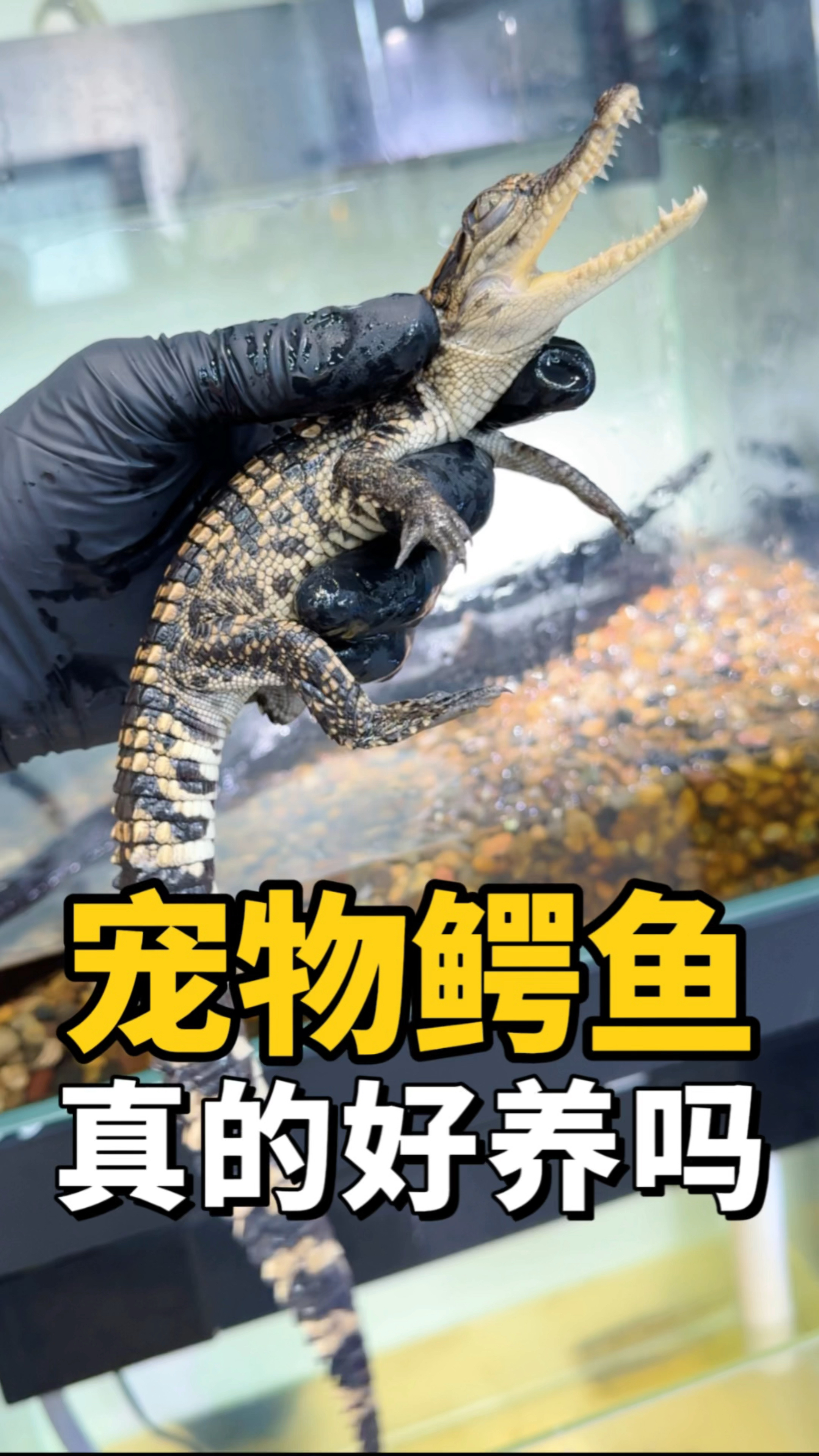 养了一年的鳄鱼到底能长多大?