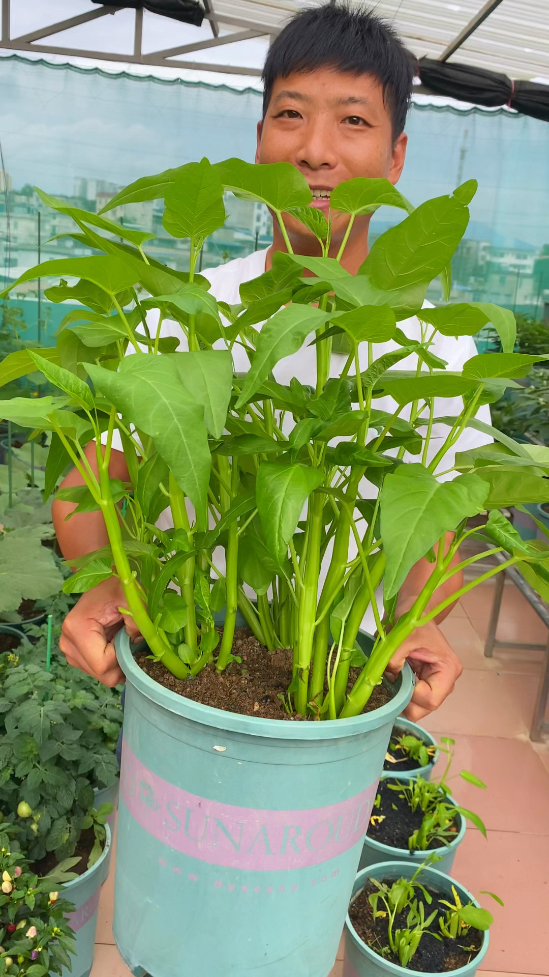 空心菜可以多茬采收生长速度很快