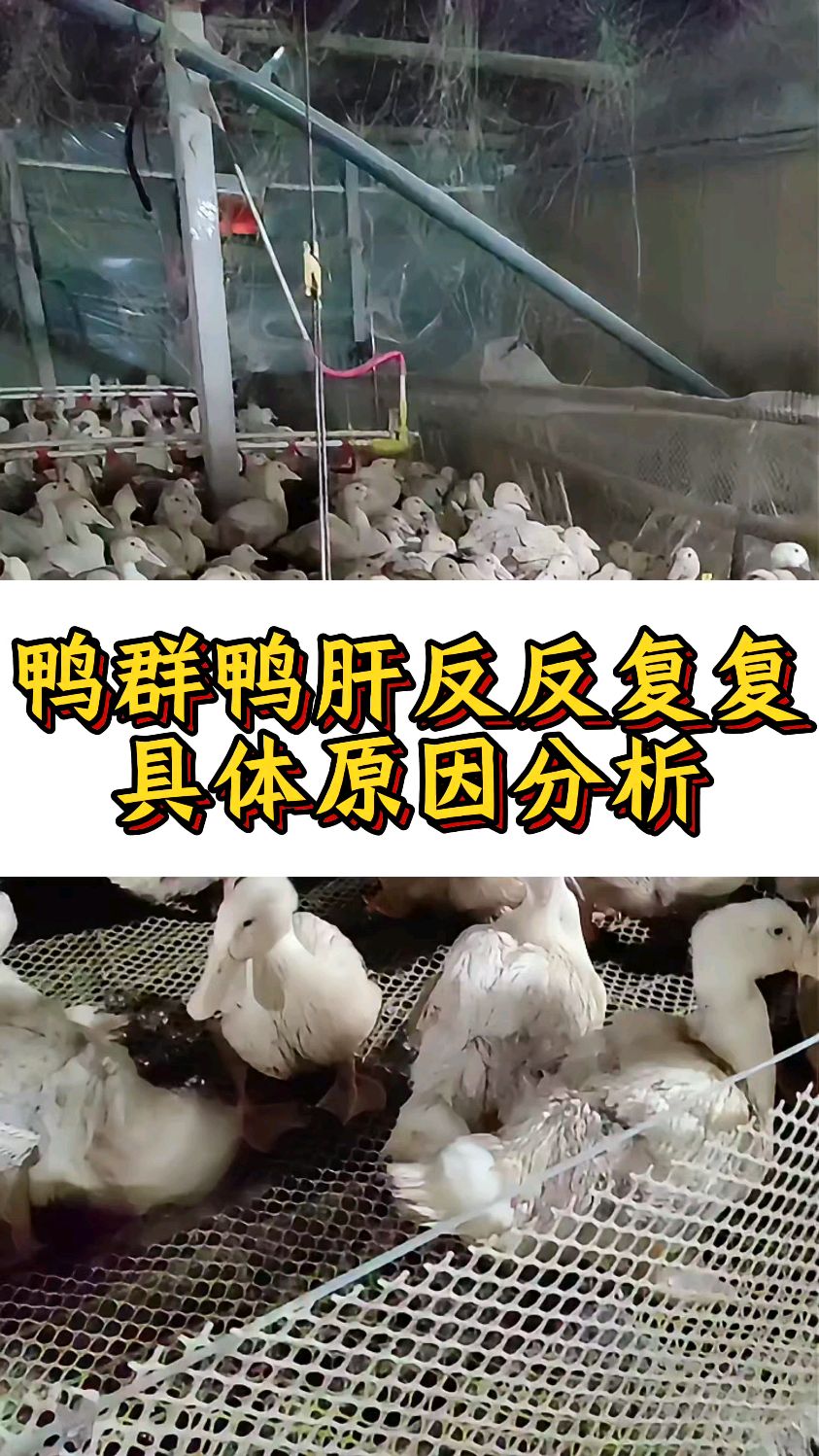 鸭群鸭肝反反复复具体原因分析