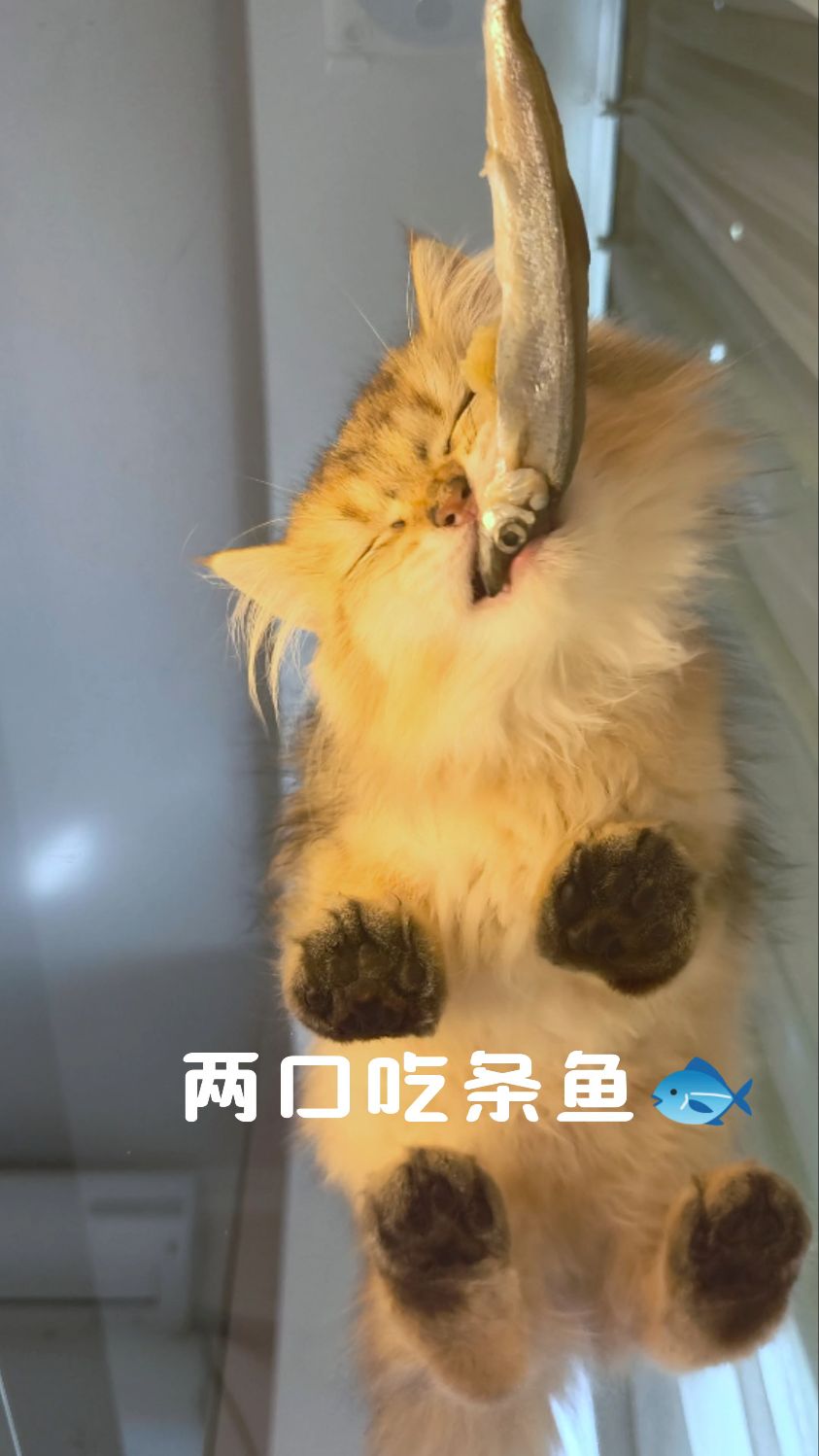 猫咪吃播‖小猫两口吃掉大鱼!
