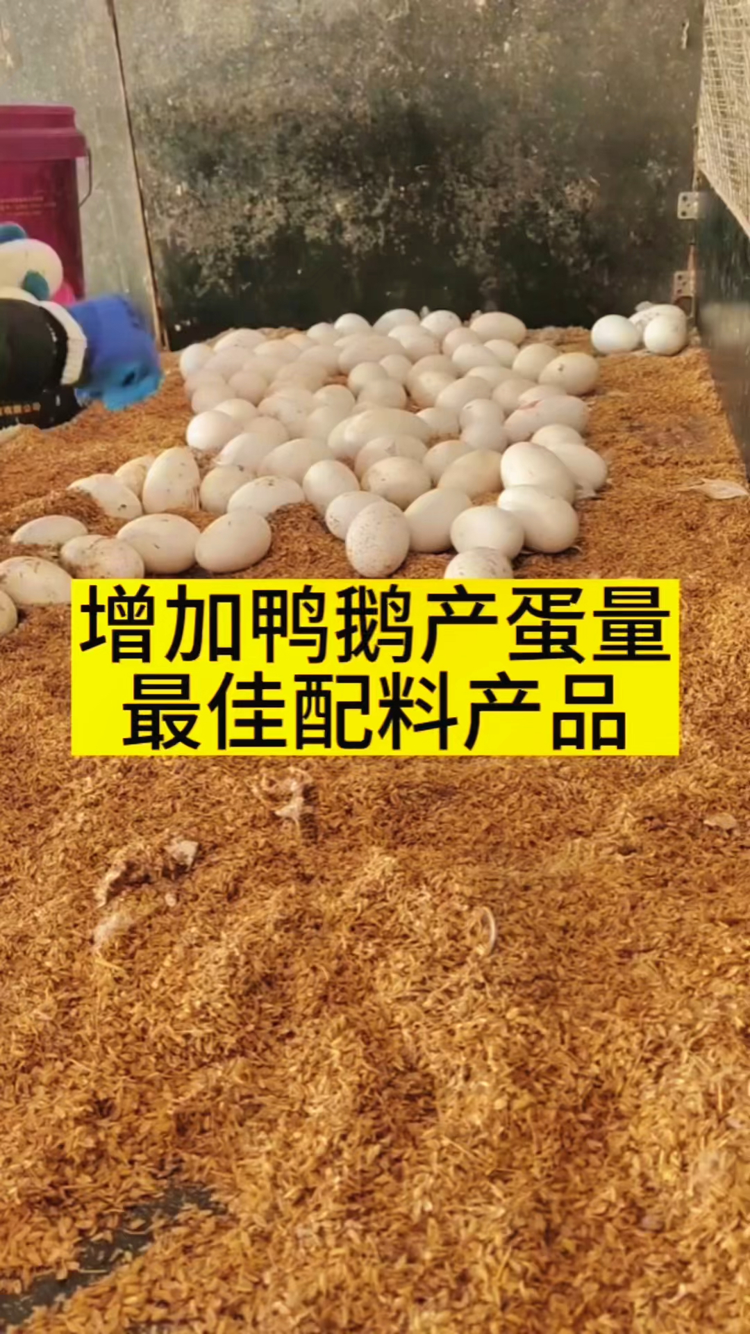 鸭鹅增蛋必备的饲料配方!