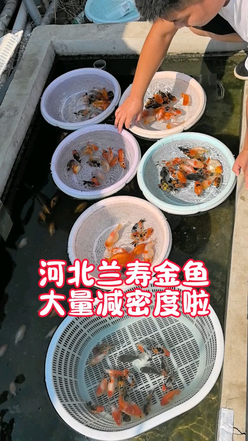 河北兰寿金鱼最后一次减密度喽