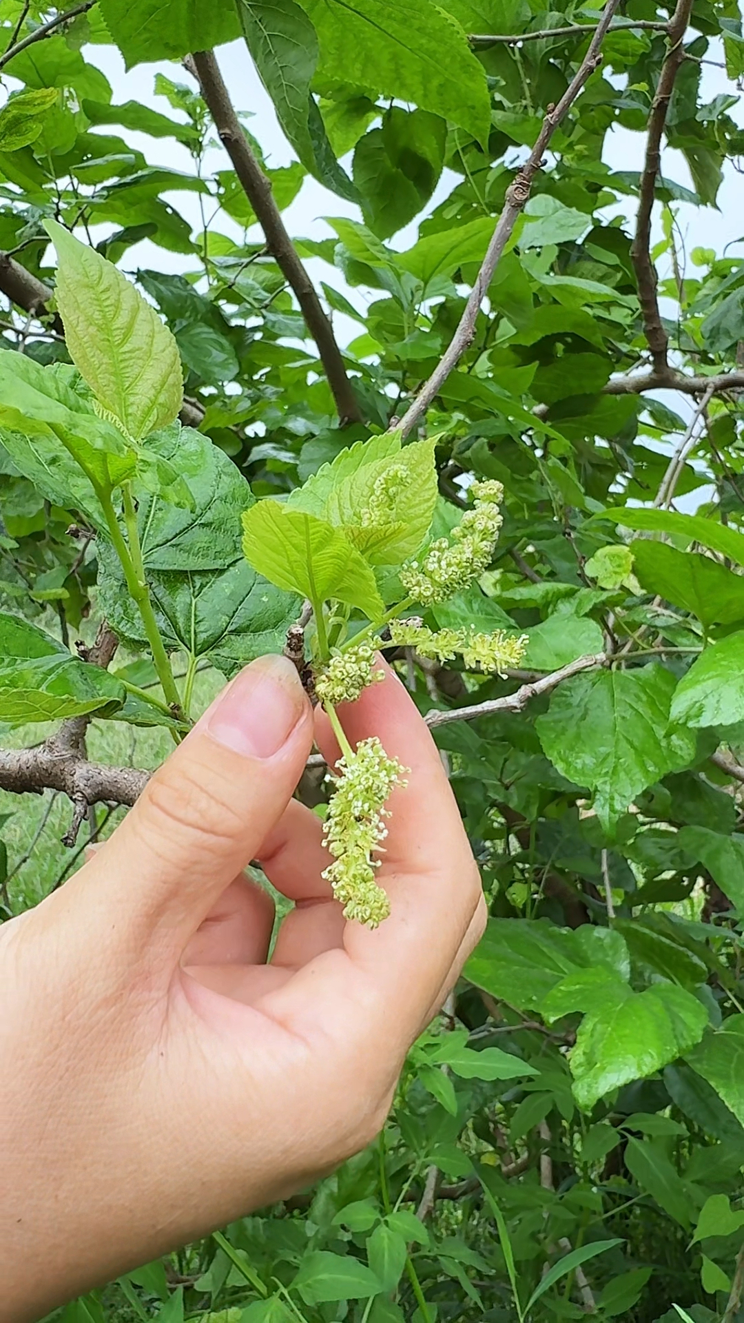 桑芽也叫桑芽菜,村里的老辈人喜欢把它晒干,你的家乡也有吗?