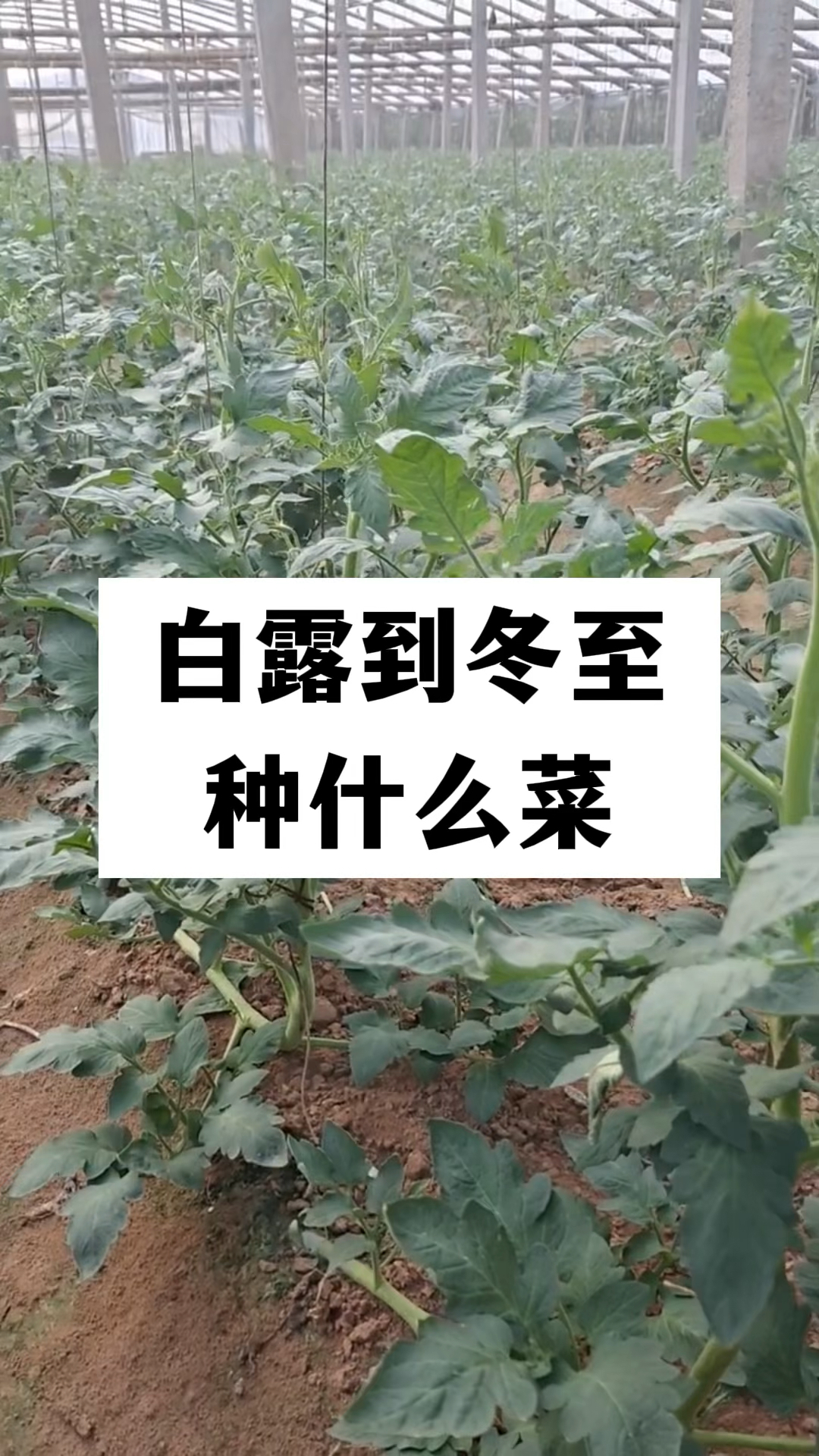 白露到冬至,种什么时菜
