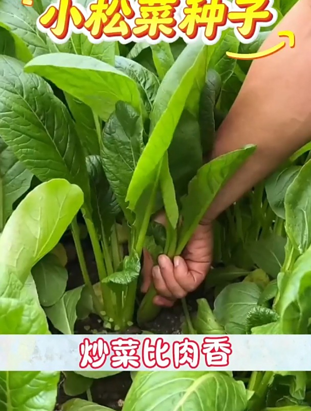 这种新品小青菜,不出地头就被“抢光”,种的是啥青菜?