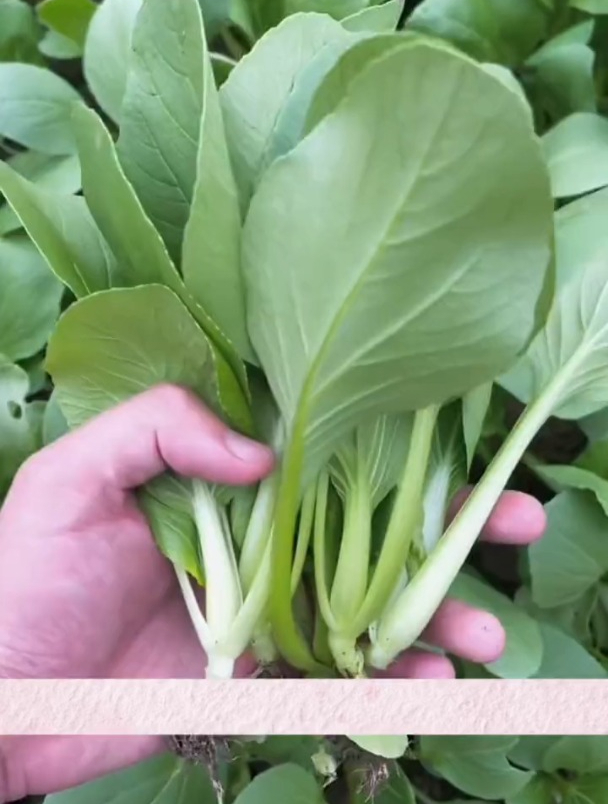 不用育苗浇水就长,口感比豆腐还嫩,它就是鸡毛菜