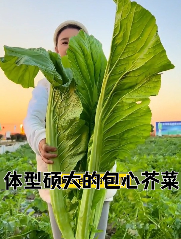 现在正是种包心芥菜时候,耐寒又好种,随便一棵长半人高!
