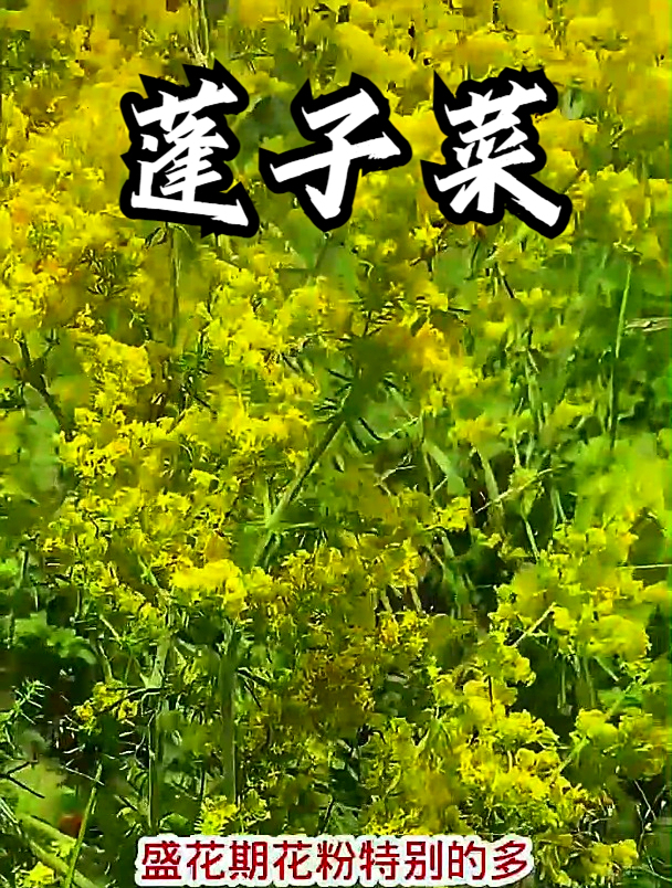 蓬子菜也叫黄牛衣,拿它煮水饮用,可以缓解小便不顺