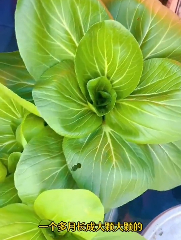 油菜中的“天花板”,上海青长得像花,劈着叶子吃不完!