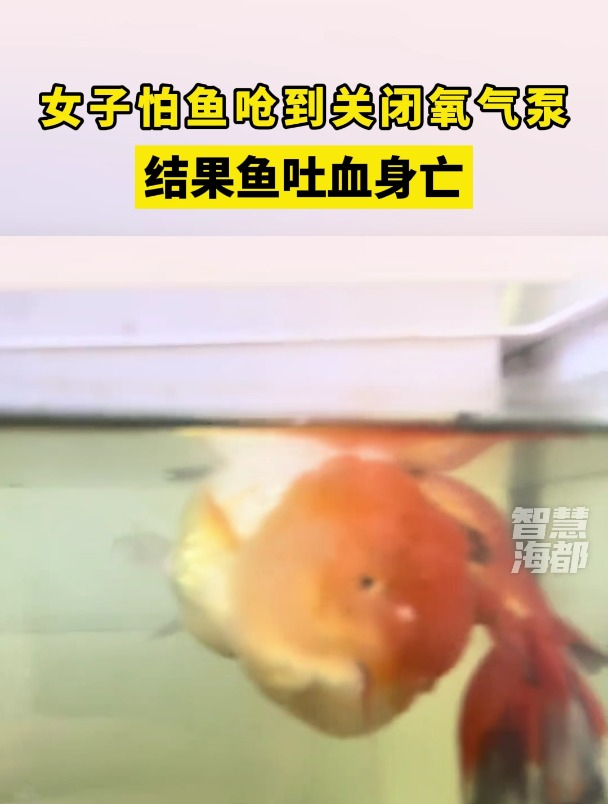 女子怕鱼吃食的时候呛到,将氧气泵关闭,结果鱼吐血身亡