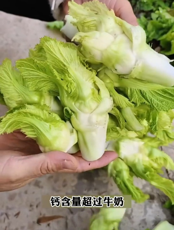 古人眼里的宝,儿菜又叫娃娃菜,是药食两用蔬菜!