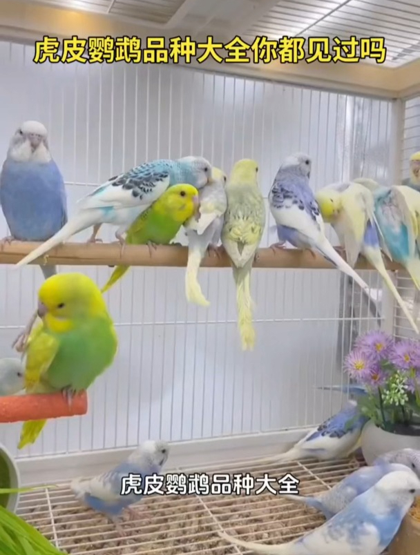 虎皮鹦鹉品种大全你都见过吗?