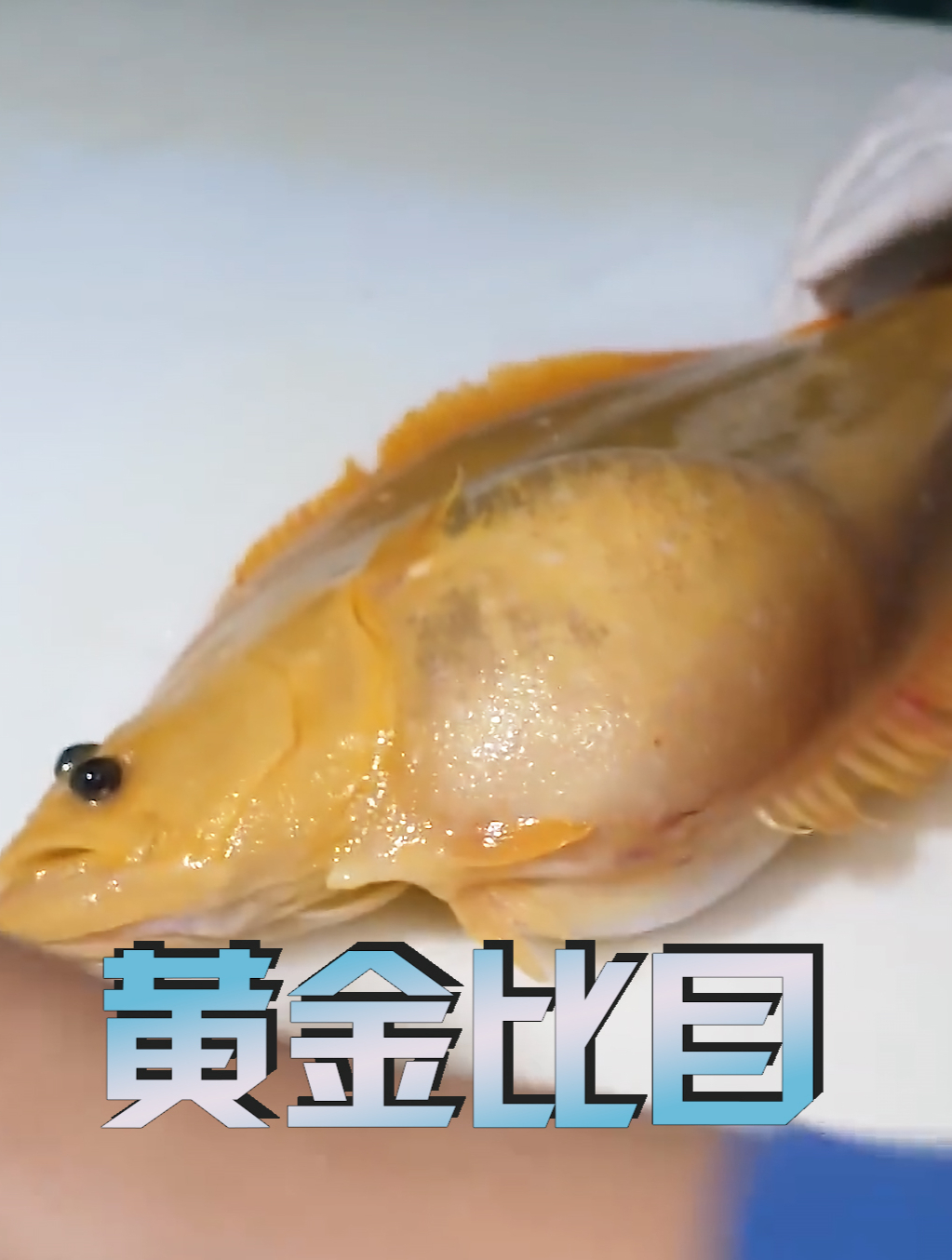 比普通比目鱼贵10倍的黄金比目鱼吃过吗?