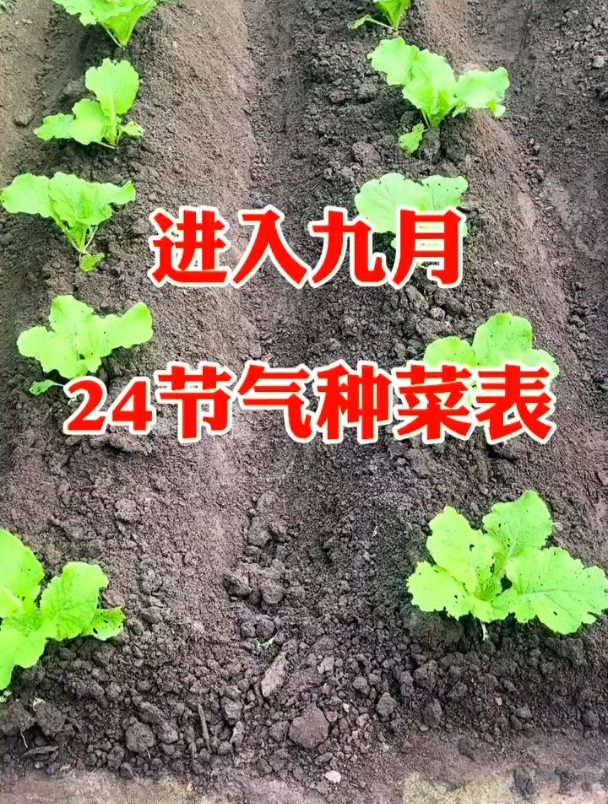 24节气种菜表,看看老农怎么说!