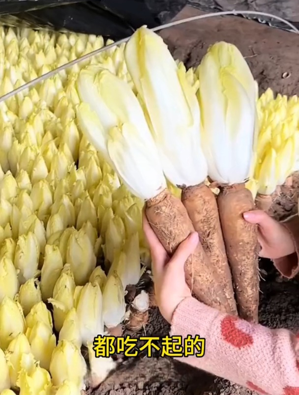 不施肥不打药,金玉兰卖价高,几粒种子长一大片!