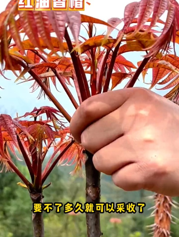 长在树上的野菜,营养价值胜牛肉,现在种植正当季