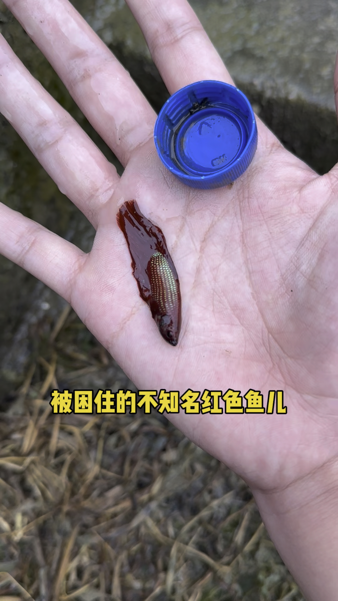 被困在瓶盖里的不知名红色鱼儿