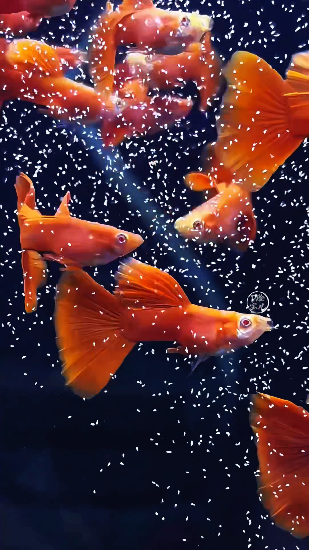 血红孔雀鱼已准备好坐等迎中秋啦!