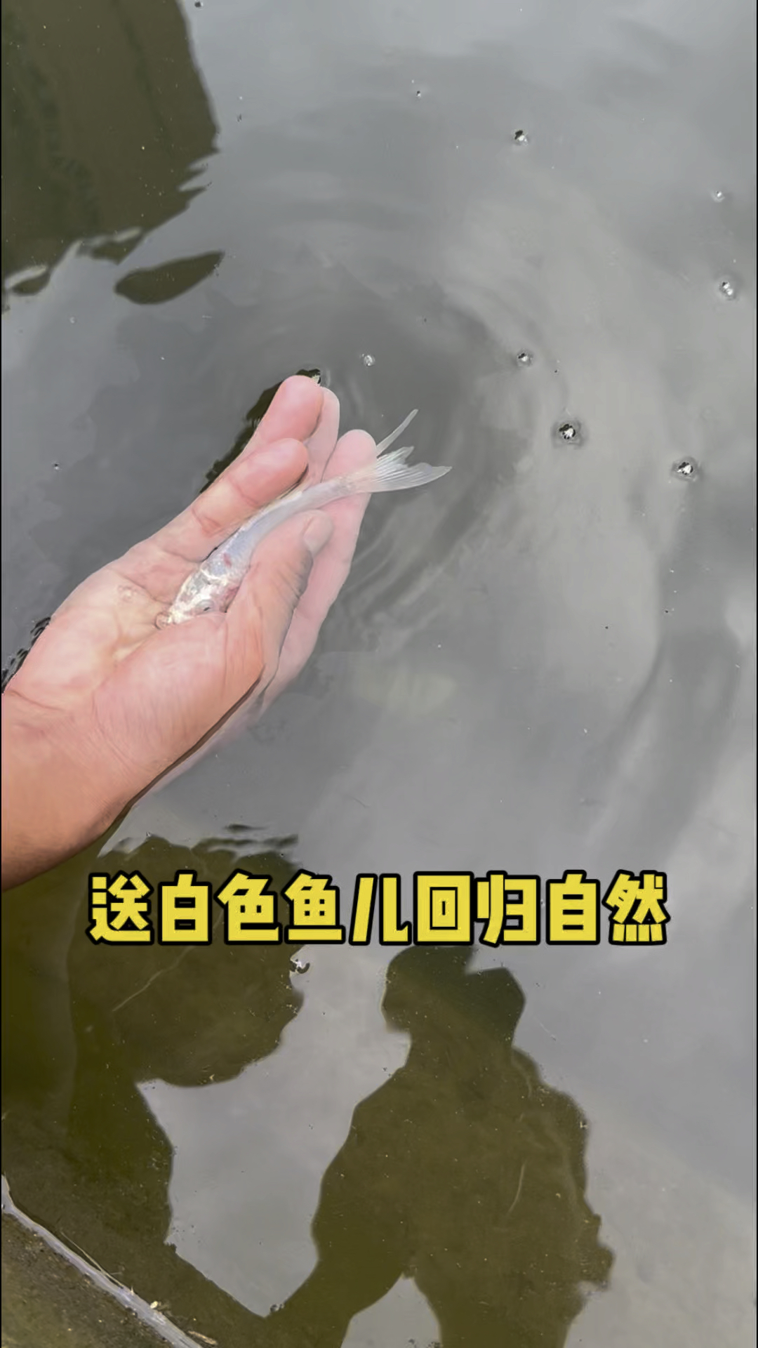 送白色鱼儿回归自然了