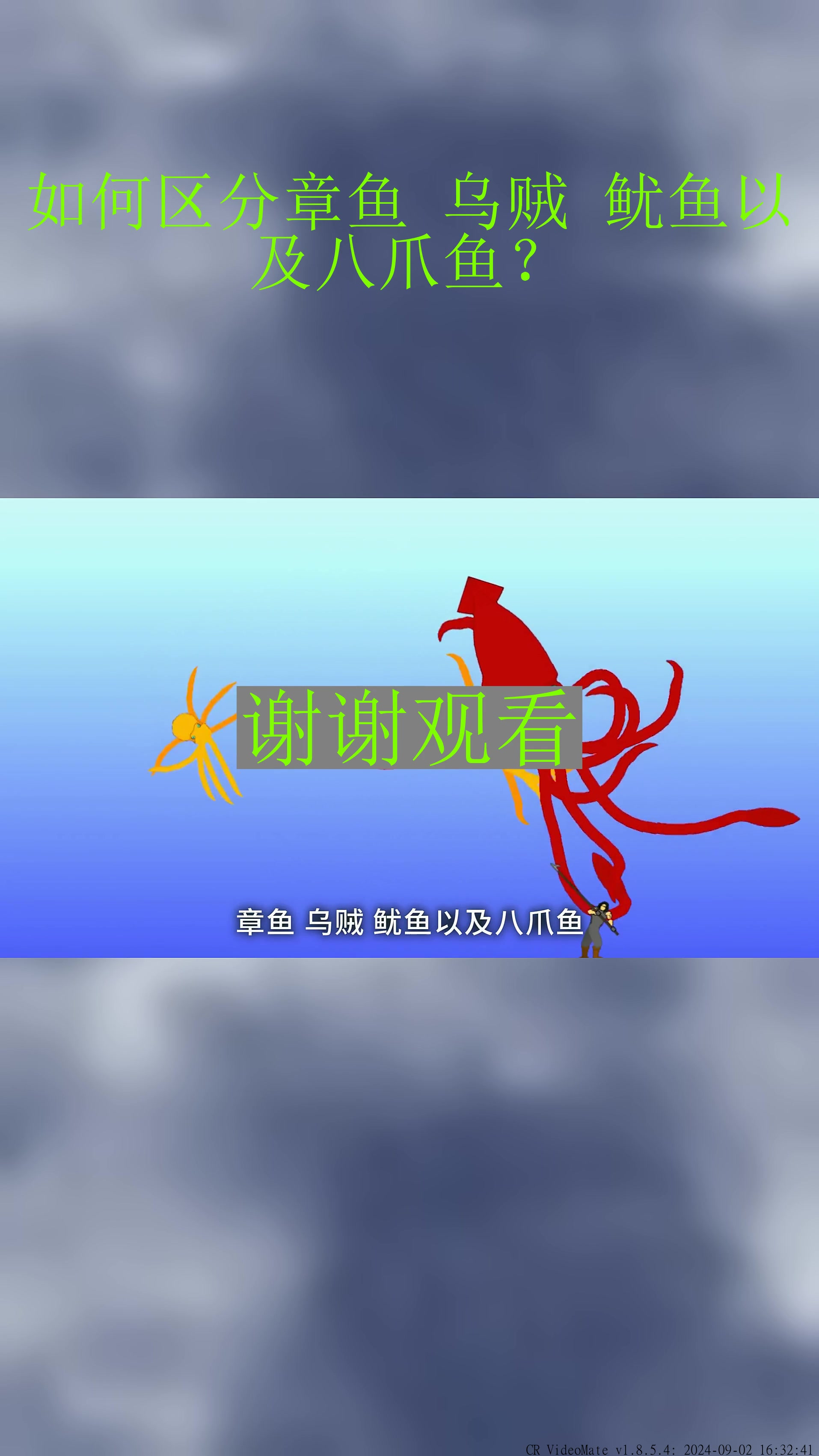 如何区分章鱼 乌贼 鱿鱼以及八爪鱼?
