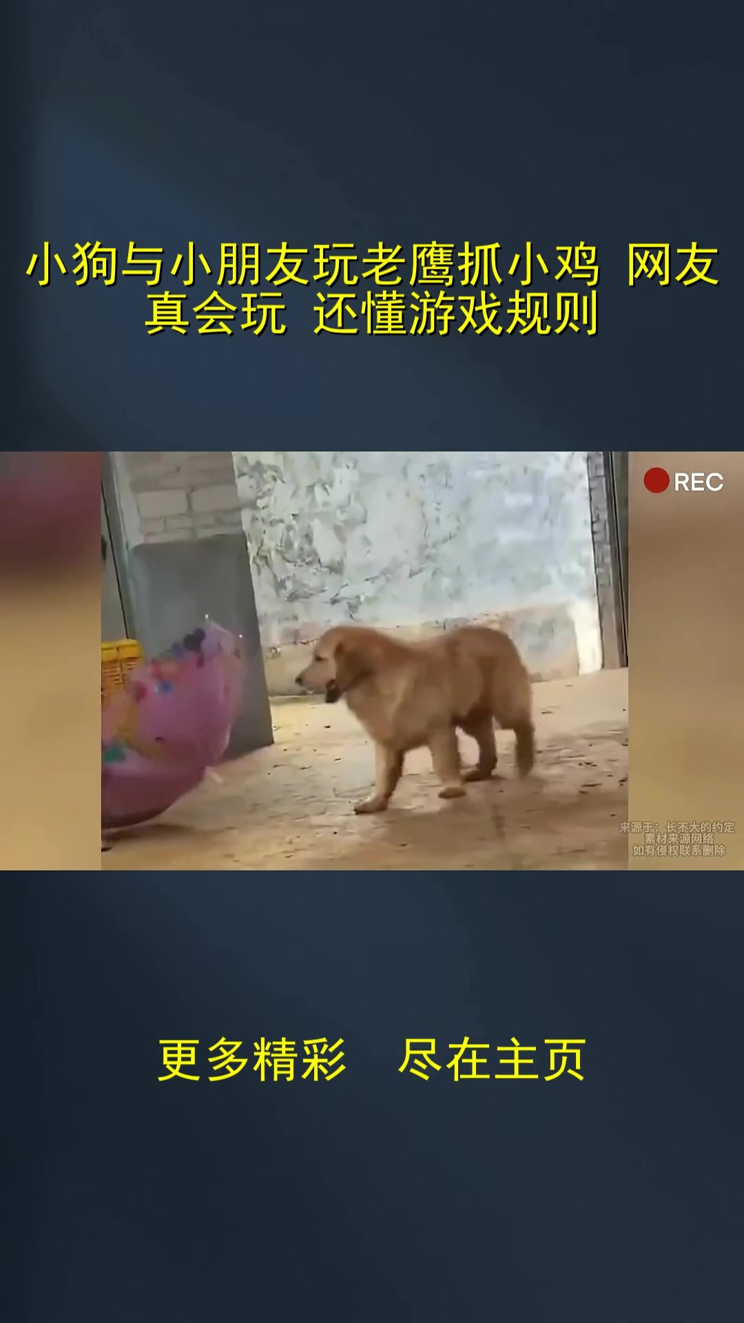 小狗与小朋友玩老鹰抓小鸡 网友:真会玩 还懂游戏规则