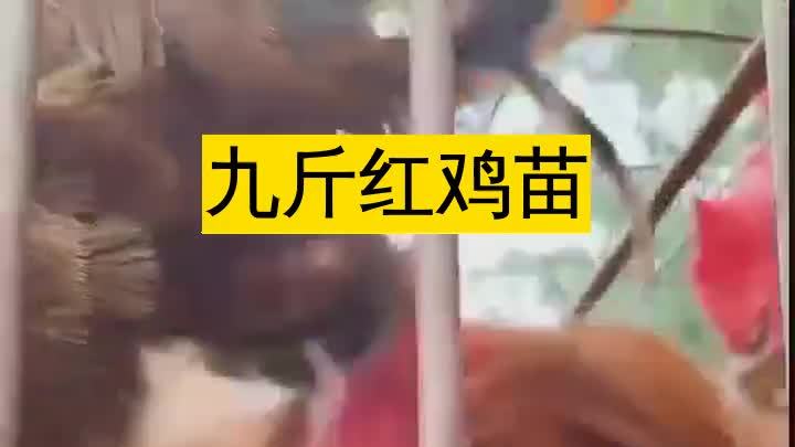 380鸡苗我们繁育大红公鸡苗、380鸡苗等多种品种,品质卓越