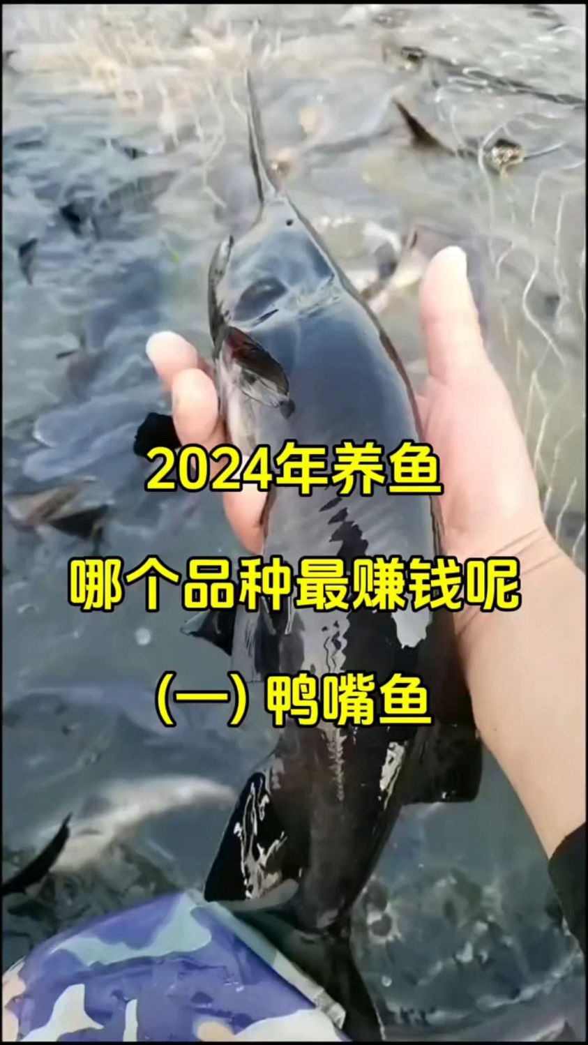 2024年最赚钱的鱼