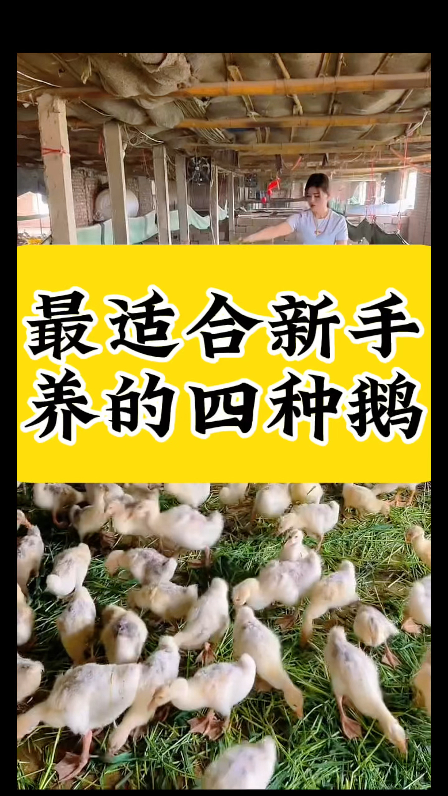 你养的是什么品种呢!