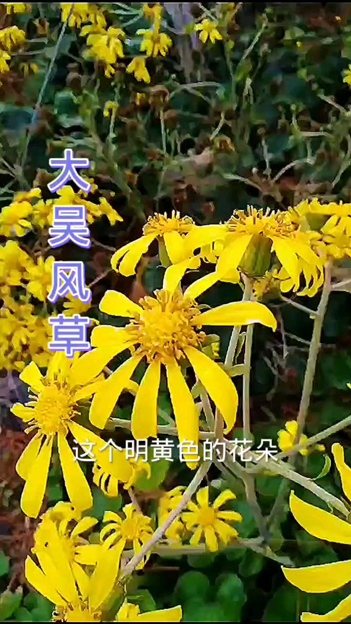 大吴风草的花像不像千里光?只是比较大一些