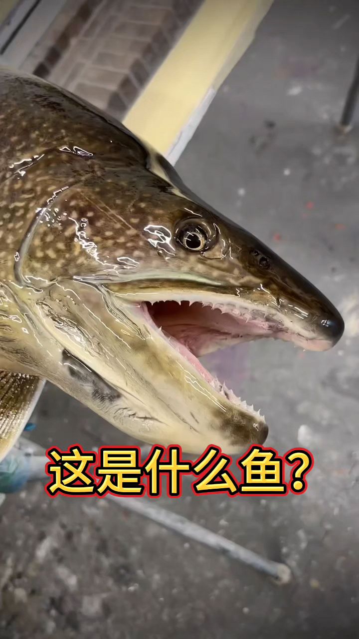 大神们看看这是什么鱼模型