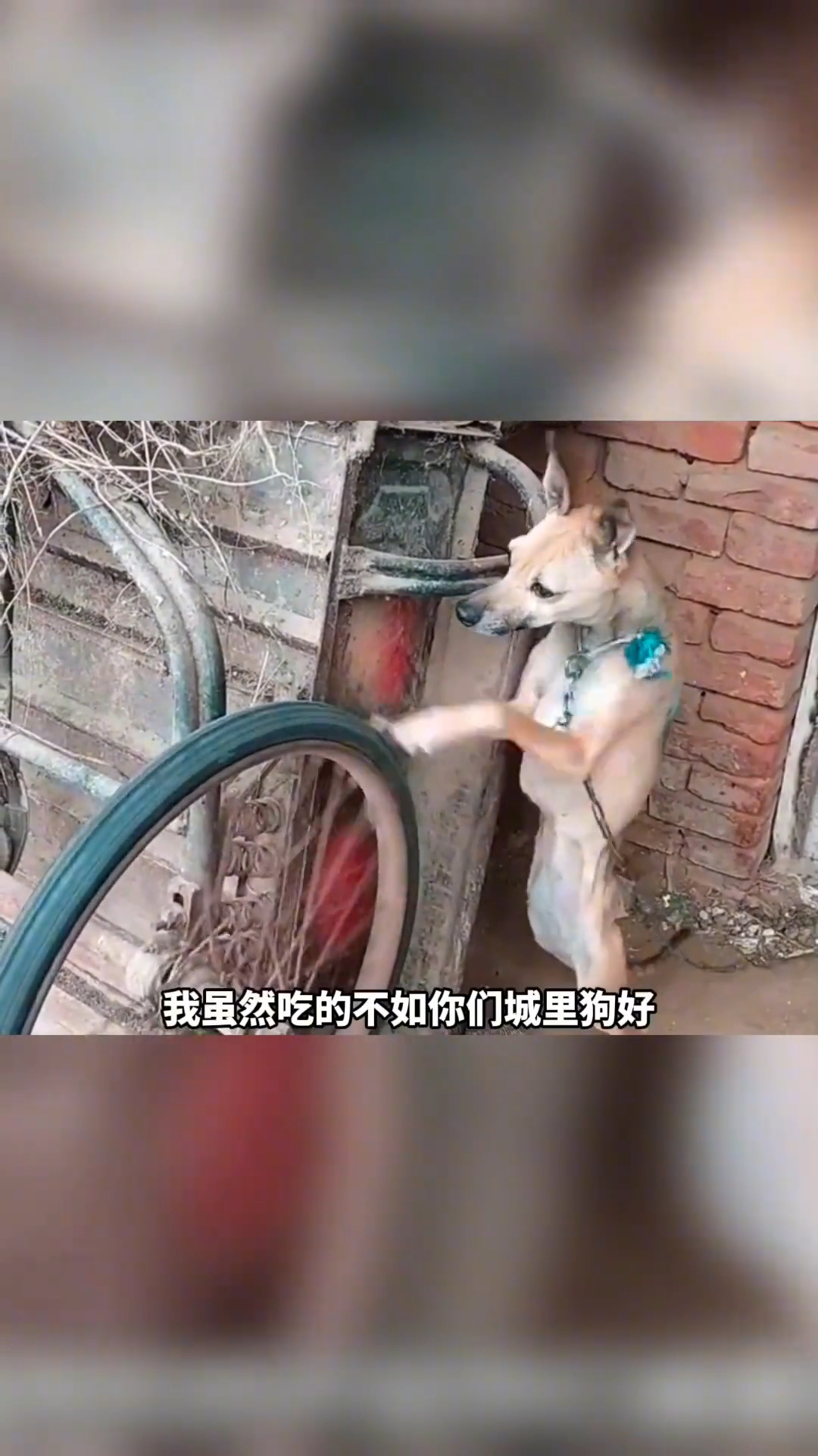 狗子:我要做一条有肌肉的狗!