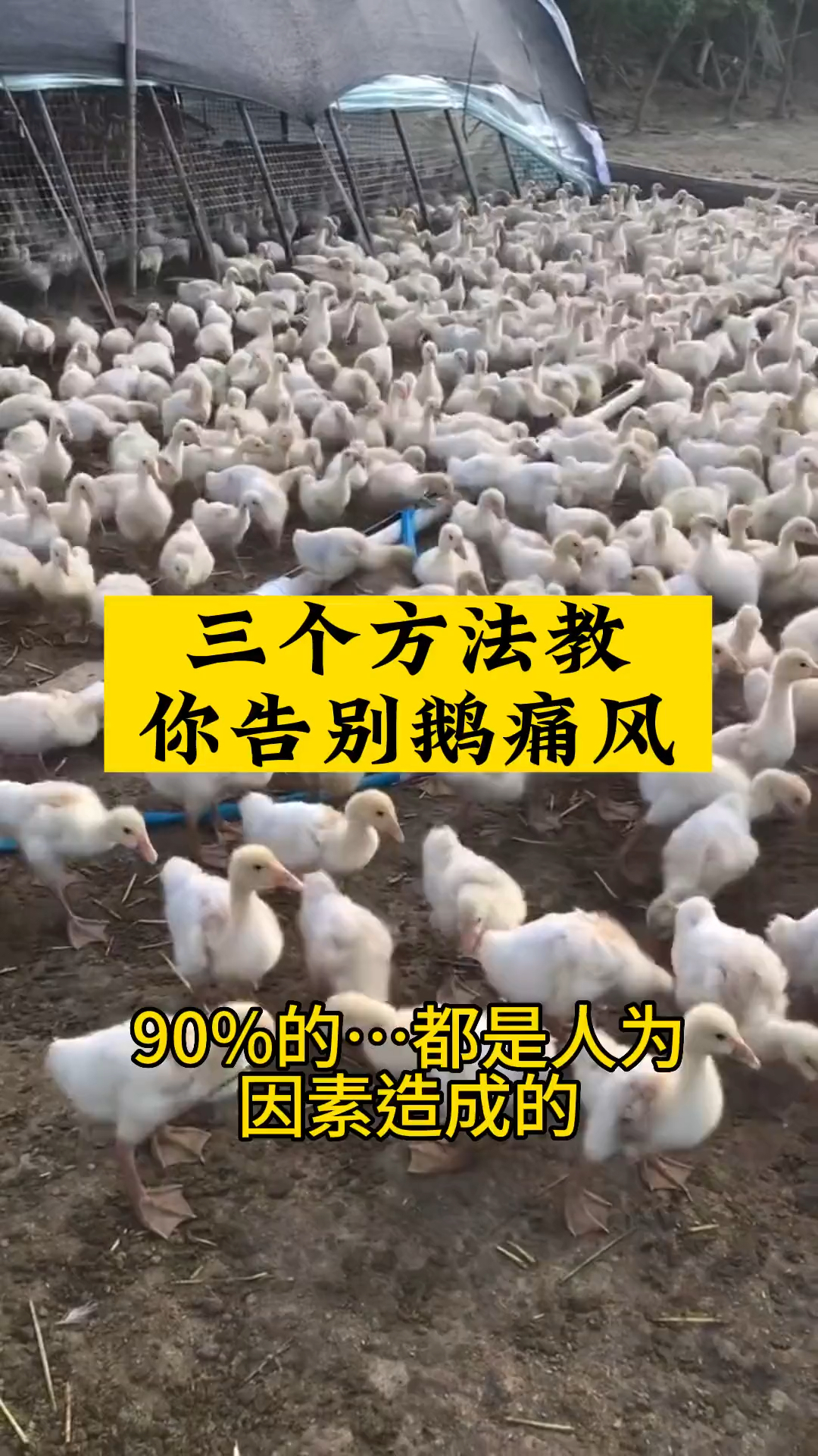 看完以下视频,让你家小鹅不在痛风!