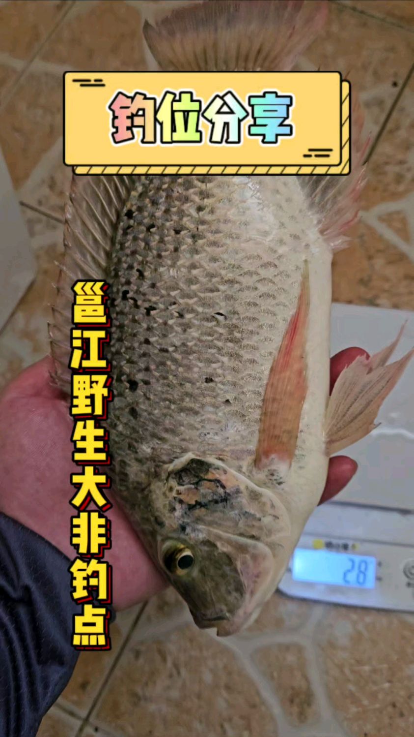 邕江野生大罗非钓点详细路线分享!