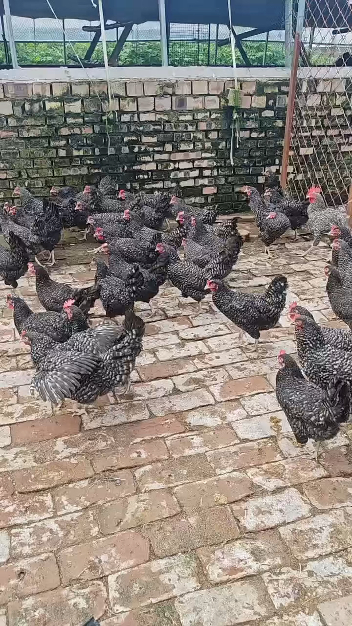 成年后的芦花鸡700只期待绿壳蛋