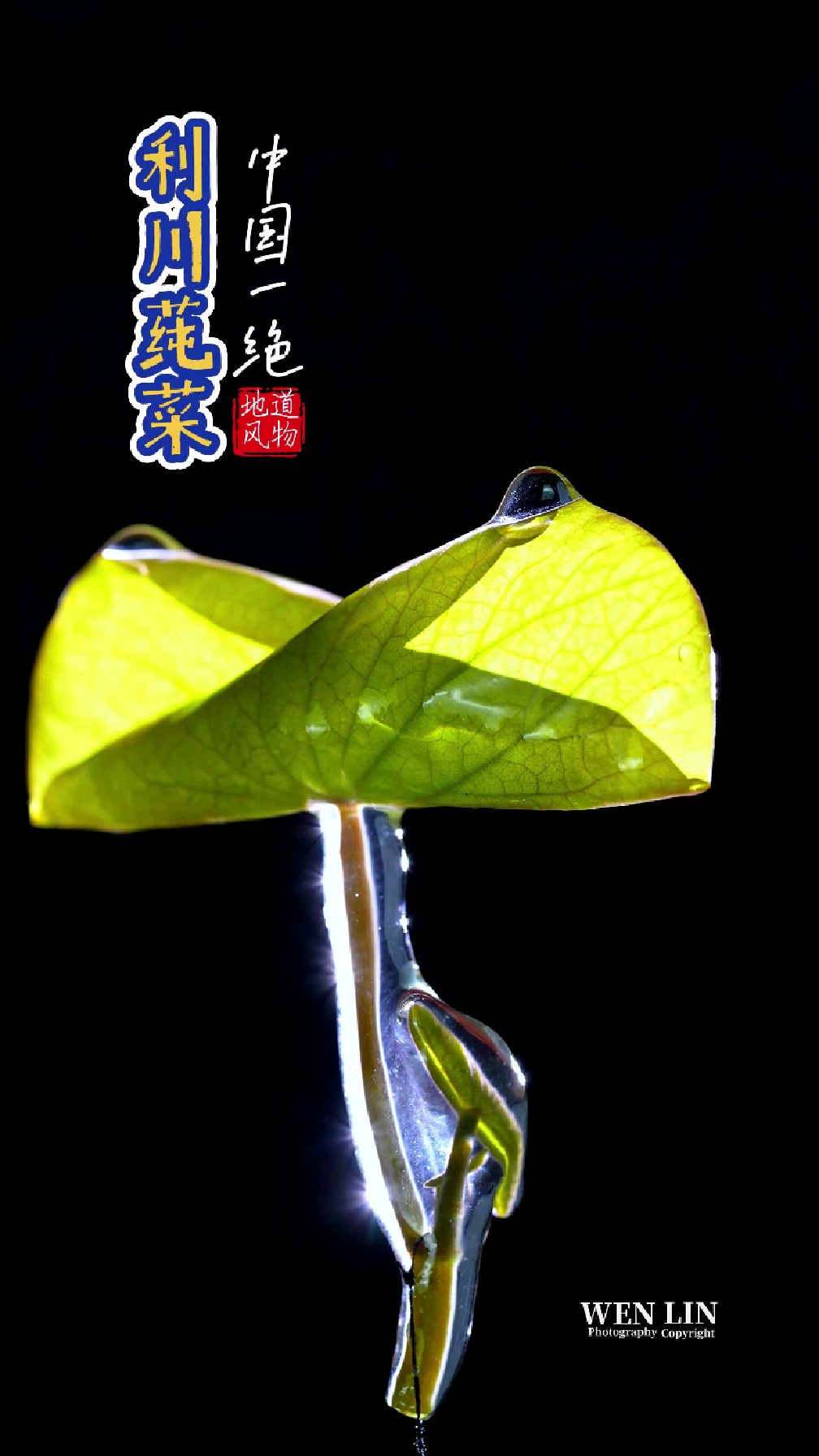 利川莼菜: 中国一绝