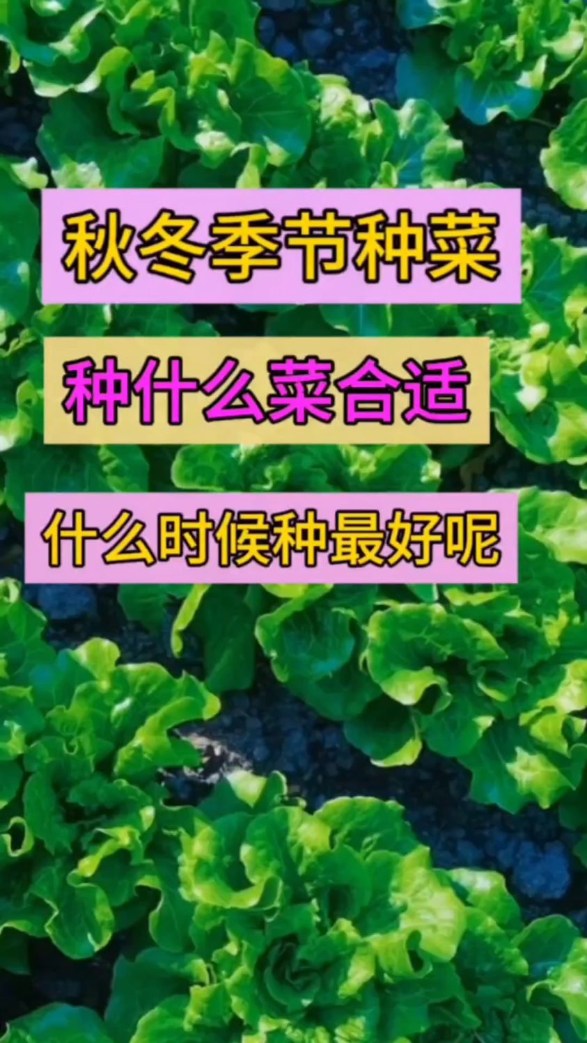 #白露 到冬至,这几种蔬菜万万不能错过,冬天吃菜很方便#蔬菜种植