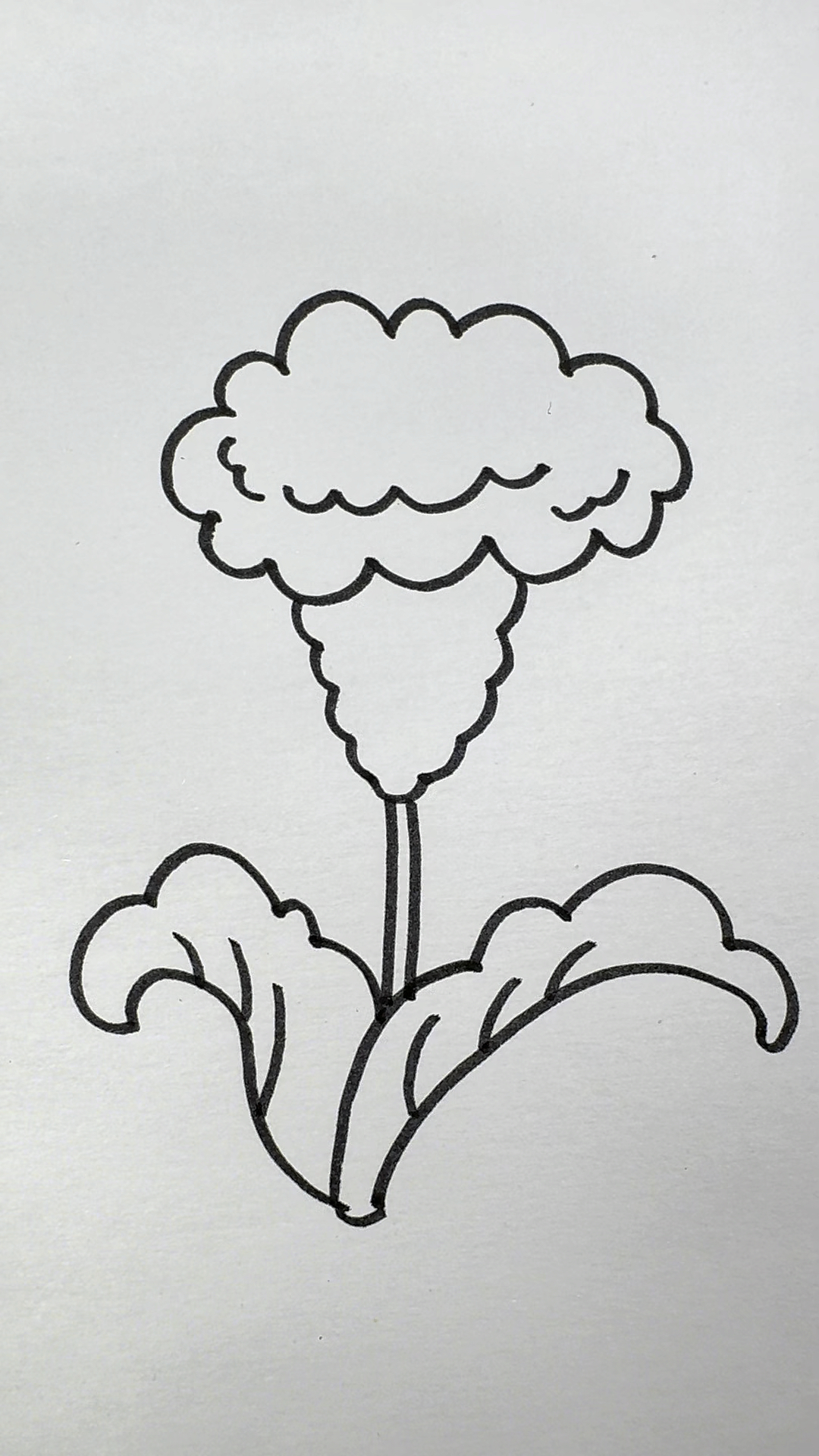 一起画鸡冠花吧!