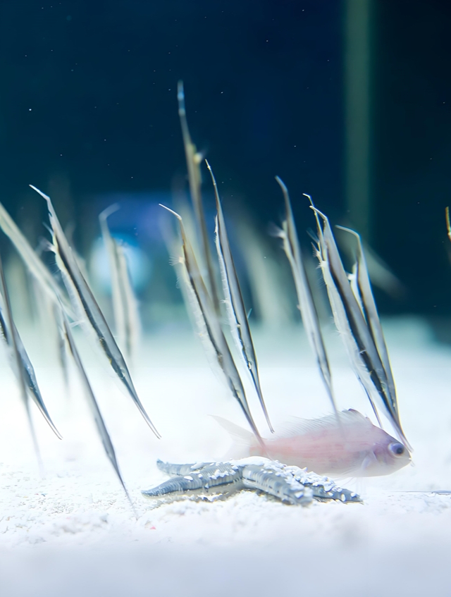 刀片鱼瞬间破开沙子!将海豚玩弄于鼓掌之中,简直太强悍了