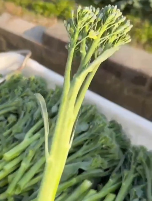 西兰菜苔兼有西兰花和菜苔的优点,花盆空地都能种,吃一茬又一茬