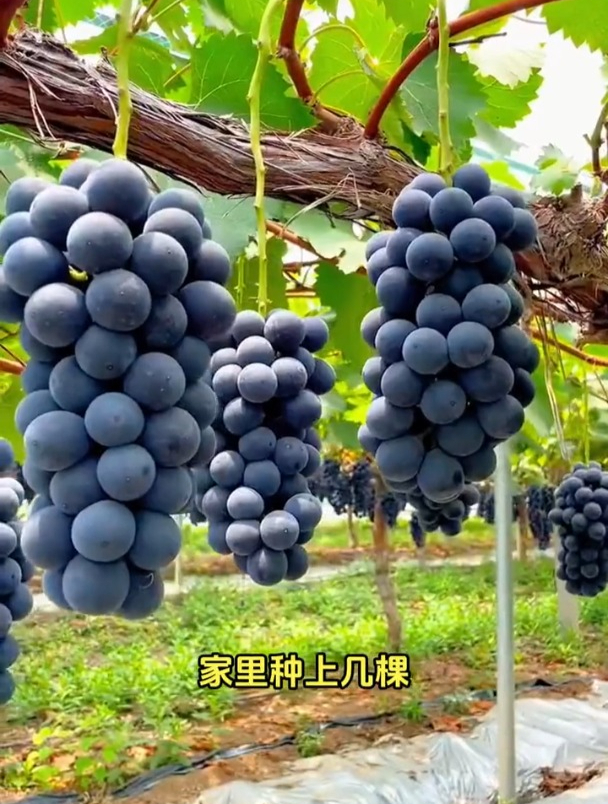 巨峰葡萄好种又好吃,产量还很高,今年种下明年就能结满树果子