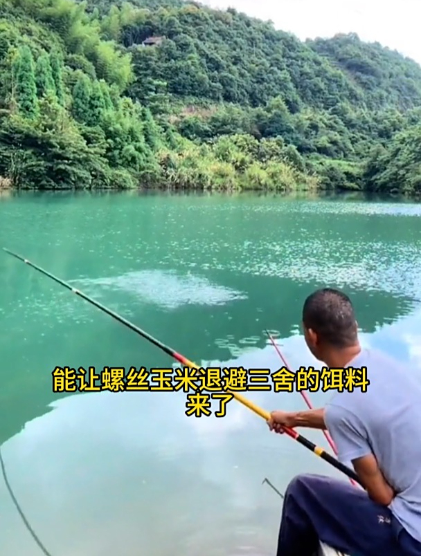 钓青鱼草鱼,用螺丝玉米还是用颗粒饵效果好?钓友实测揭晓答案!