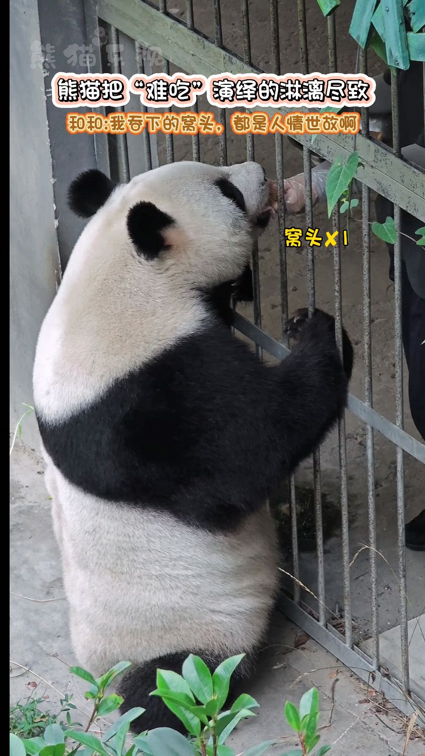 和和把“难吃”演绎得淋漓尽致,看到最后一块窝头表情笑死我了