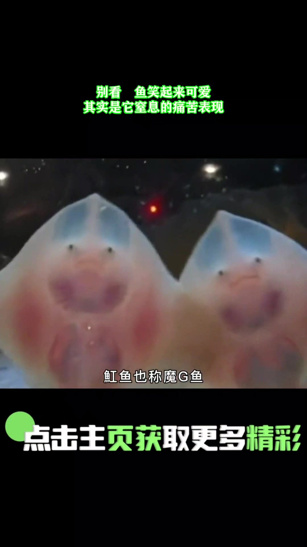 别看魟鱼笑起来可爱,其实是它窒息的痛苦表现!