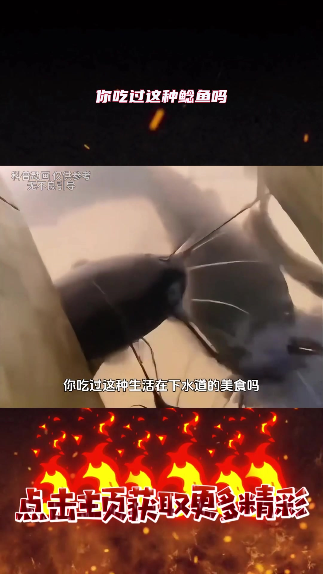 你吃过这种鲶鱼吗