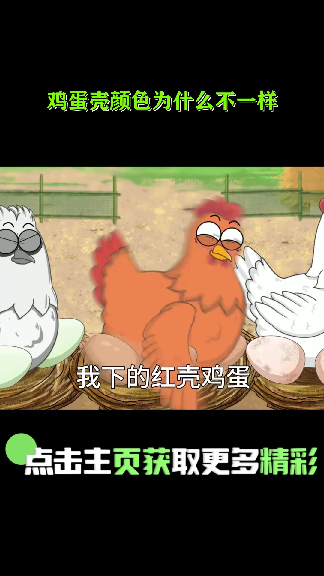 鸡蛋壳颜色为什么不一样?