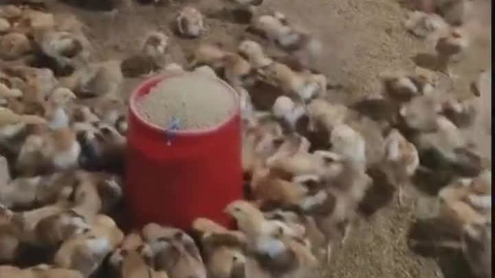 大红公鸡苗济宁市兖州区九斤红种鸡场,专业养殖,品种多样,满足