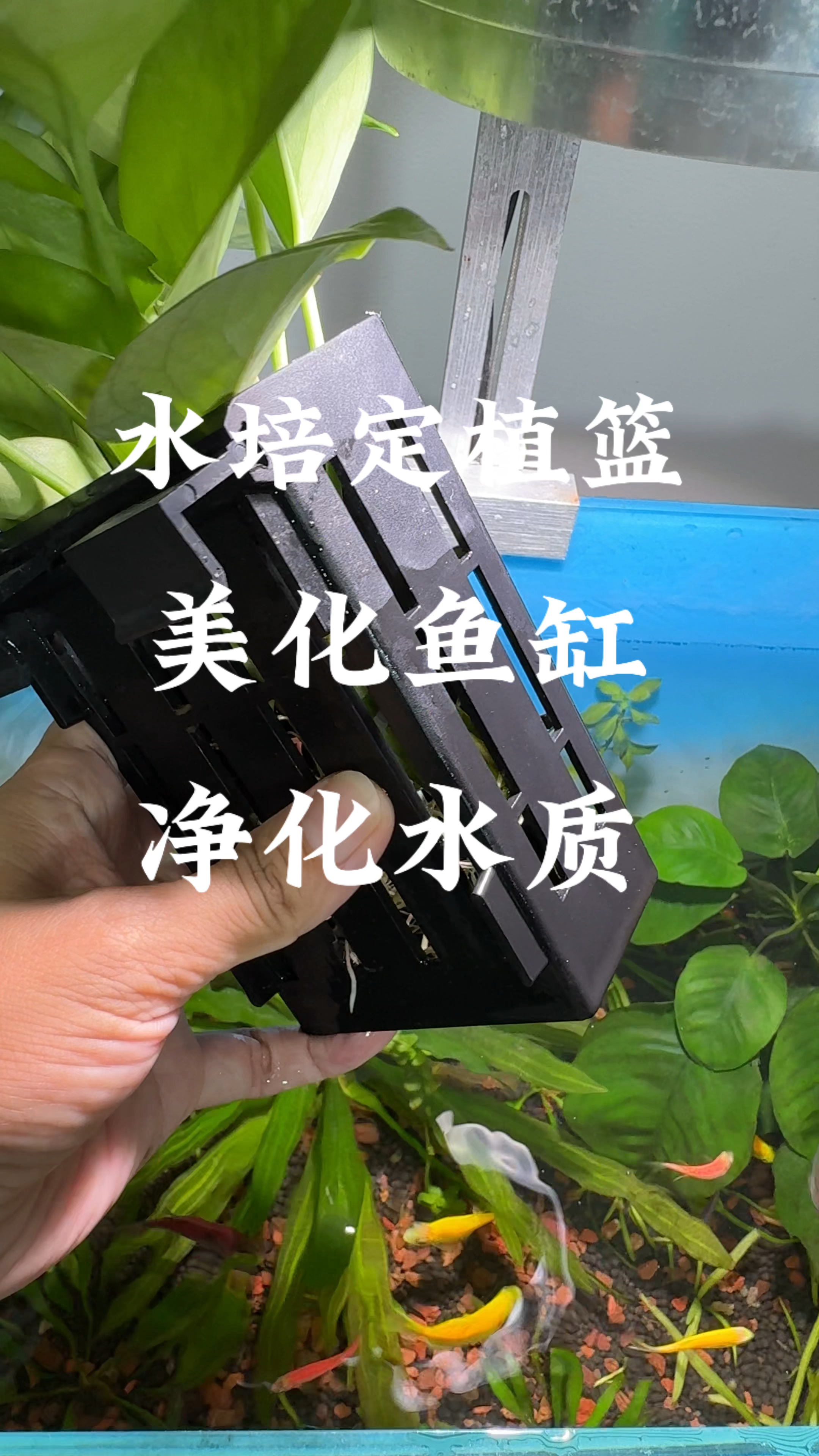 鱼缸上养花 既能美化鱼缸还能净化水质#养鱼日记 #鱼缸造景 #水族
